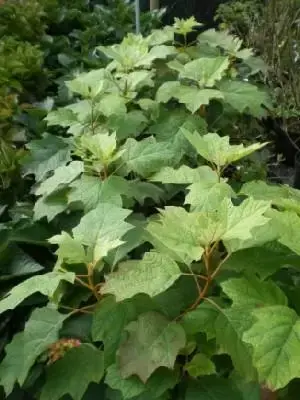 HYDRANGEA quercifolia - image 1