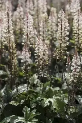 TIARELLA 'Pink Skyrocket'