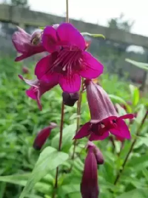 PENSTEMON 'Pensham Plum Jerkum'