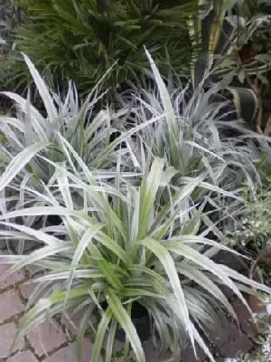 ASTELIA 'Silver Shadow'