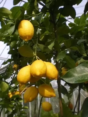 CITRUS limon  (LEMON)