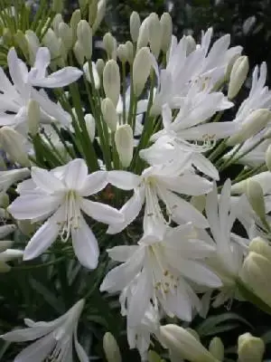 AGAPANTHUS 'White Heaven'