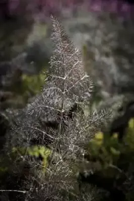 Foeniculum vulgare 'Purpureum' (FENNEL BRONZE)