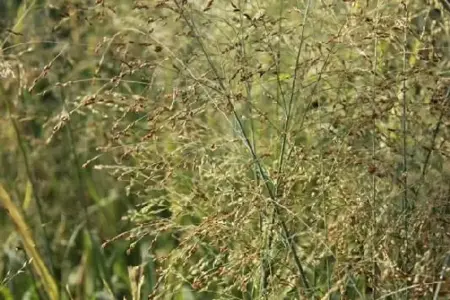 PANICUM virgatum 'Rehbraun' - image 1