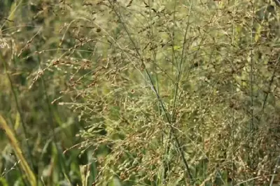 PANICUM virgatum 'Rehbraun'