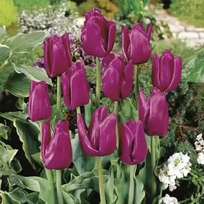 TULIPA 'Passionale'