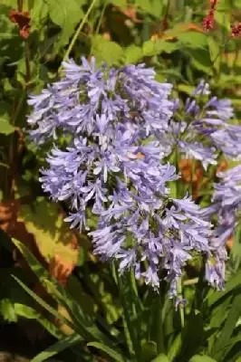 AGAPANTHUS 'Lavender Haze'