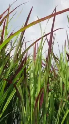 IMPERATA cylindrica 'Red Baron' - image 1