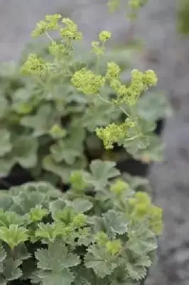 ALCHEMILLA erythropoda