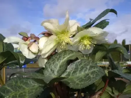 HELLEBORUS x ericsmithii 'Winter Moonbeam'