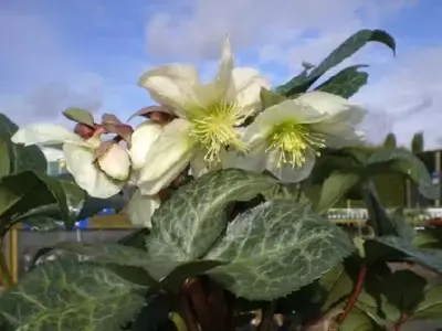 HELLEBORUS x ericsmithii 'Winter Moonbeam'