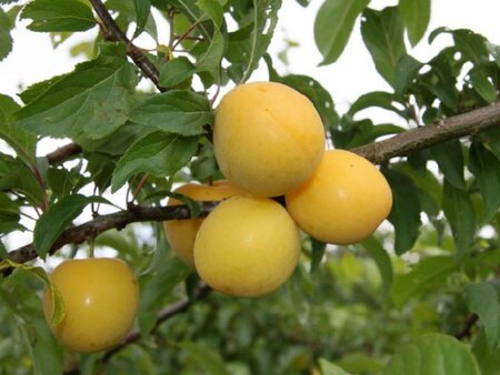 Prunus domestica 'Mirabelle Golden Sphere' (PLUM)