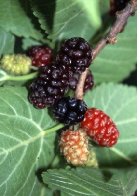 Morus nigra 'Chelsea' (King James) (MULBERRY)