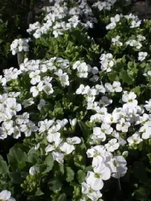 ARABIS caucasica 'Snowcap'