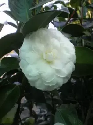 CAMELLIA japonica 'Campsii Alba'
