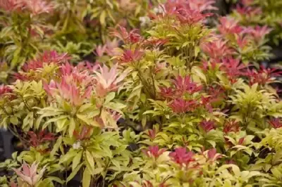 PIERIS japonica 'Mountain Fire'