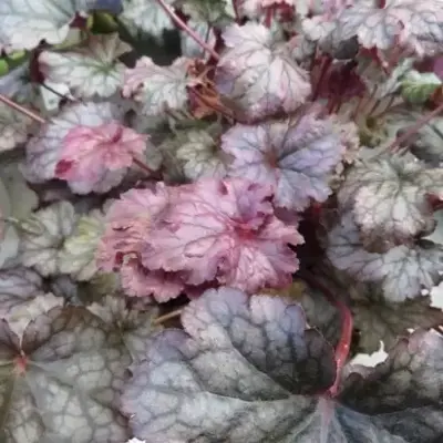 HEUCHERA 'Plum Pudding'