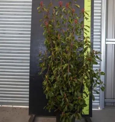 PHOTINIA x fraseri 'Red Robin'