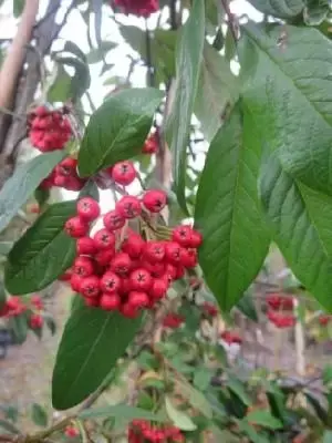 COTONEASTER 'Cornubia'