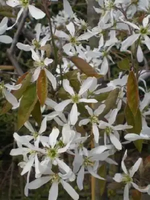 AMELANCHIER lamarckii - image 1