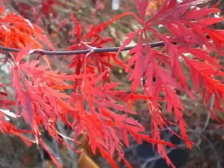 ACER palmatum 'Tamukeyama' - image 1