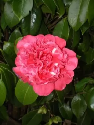 CAMELLIA japonica Red