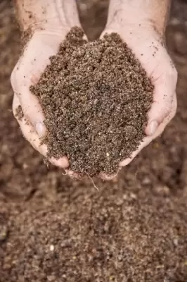 Provender Ericaceous Compost - image 1