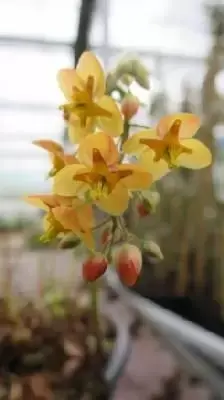 EPIMEDIUM x warleyense 'Orangekonigin'