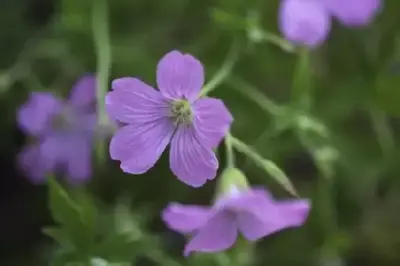 GERANIUM endressii