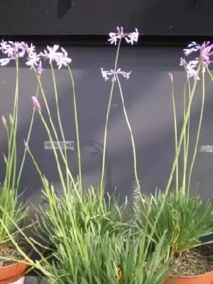 TULBAGHIA violacea - image 1