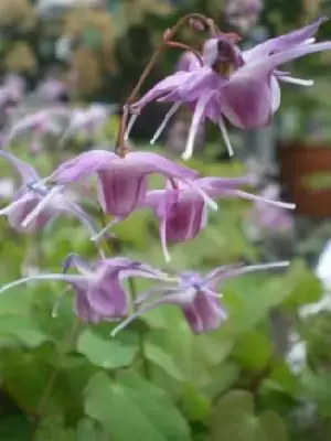 EPIMEDIUM grandiflorum 'Lilafee'