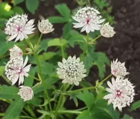 ASTRANTIA major involucrata 'Shaggy'