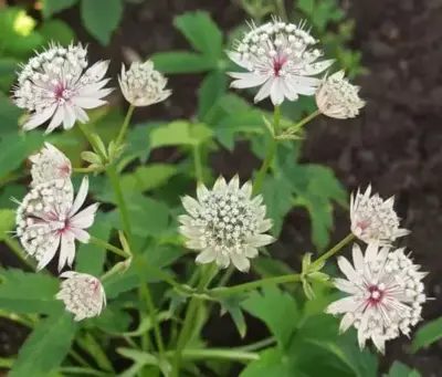 ASTRANTIA major involucrata 'Shaggy'