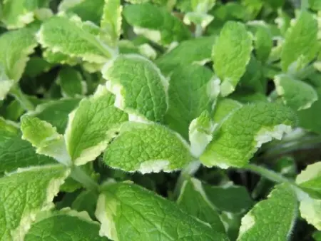 Mentha suaveolens 'Variegata' (Pineapple Mint)