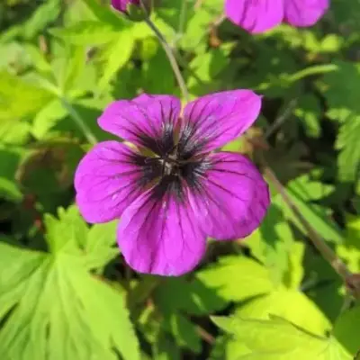 GERANIUM 'Ann Folkard'