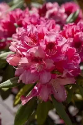 RHODODENDRON 'Sneezy'