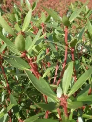 DRIMYS aromatica