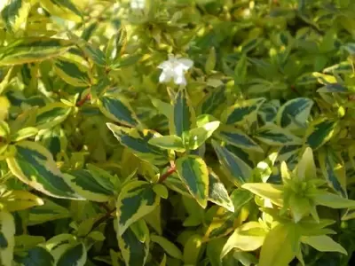 ABELIA x grandiflora 'Kaleidoscope'