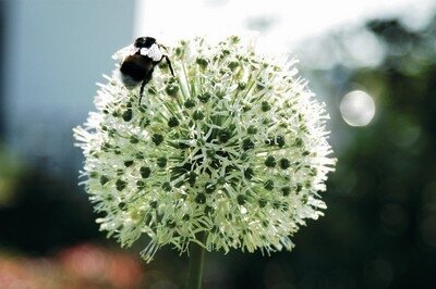 ALLIUM stipitatum 'Mount Everest' - image 1