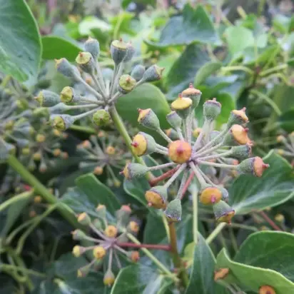 HEDERA helix 'Arborescens'