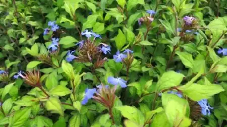 CERATOSTIGMA willmottianum