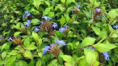CERATOSTIGMA willmottianum