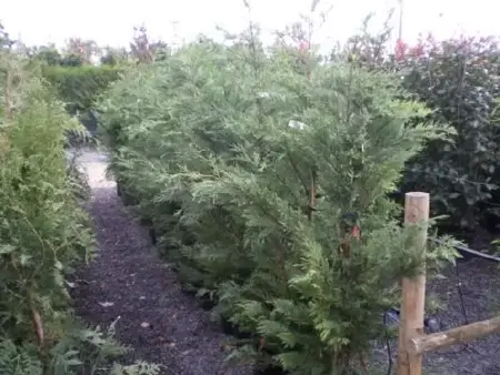 CUPROCYPARIS leylandii