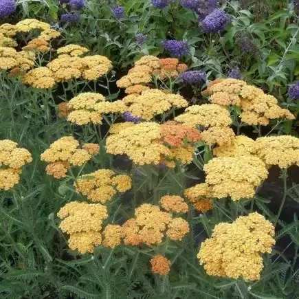 ACHILLEA 'Terracotta' - image 1