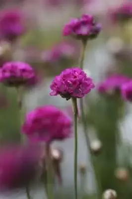 ARMERIA maritima 'Splendens' - image 2