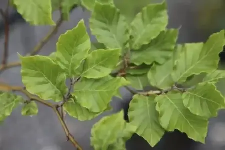 FAGUS sylvatica