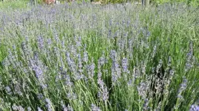 LAVANDULA angustifolia 'Munstead'