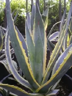 AGAVE americana 'Variegata'