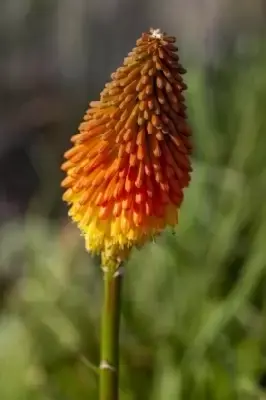 KNIPHOFIA rooperi