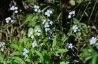 MYOSOTIS scorpioides